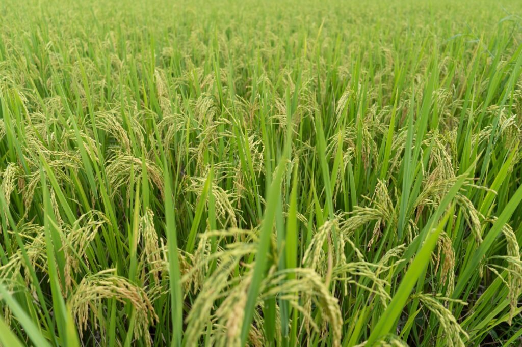 Green Terraced Rice Field. rice is growing in the field background.